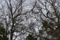 Cedar Waxwings in flight Inks Lake 2016